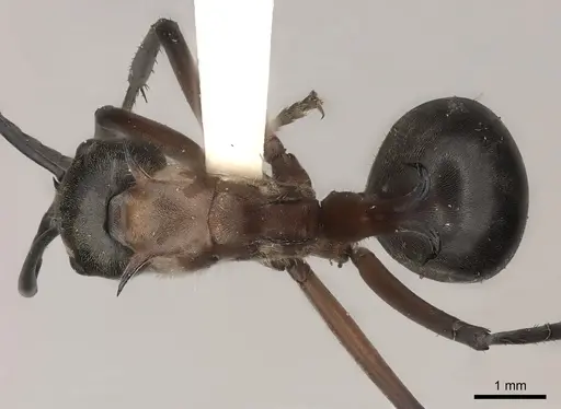 Polyrhachis bellicosa specimen CASENT0217749 image casent0217749_1