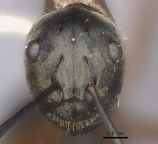 Polyrhachis bellicosa specimen CASENT0217749 image casent0217749_2