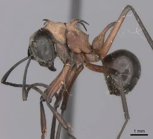 Polyrhachis bellicosa specimen CASENT0217749 image casent0217749_3