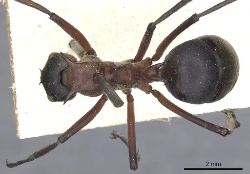 Polyrhachis bellicosa specimen CASENT0901810 image casent0901810_1