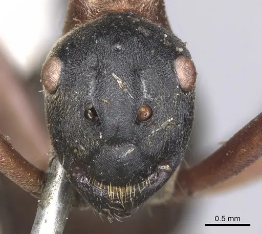 Polyrhachis bellicosa specimen CASENT0901810 image casent0901810_2