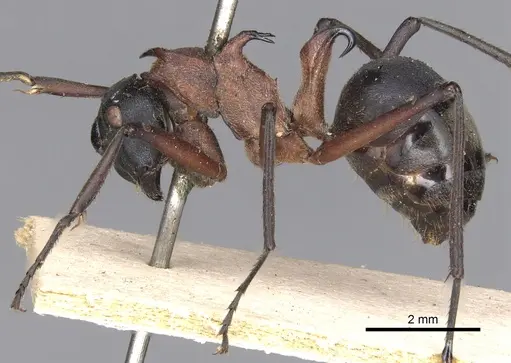 Polyrhachis bellicosa specimen CASENT0901810 image casent0901810_3