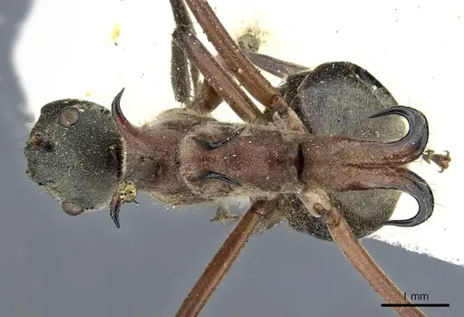 Polyrhachis bellicosa specimen CASENT0905551 image casent0905551_1