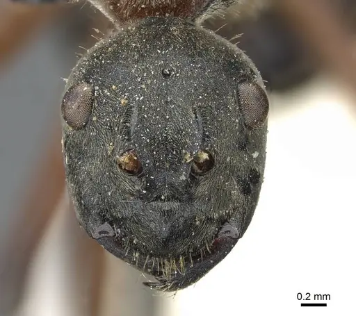 Polyrhachis bellicosa specimen CASENT0905551 image casent0905551_2