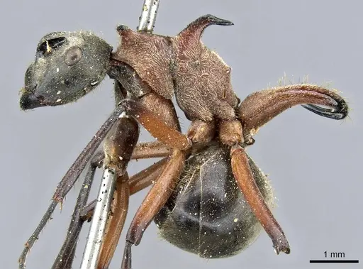 Polyrhachis bellicosa specimen CASENT0905551 image casent0905551_3