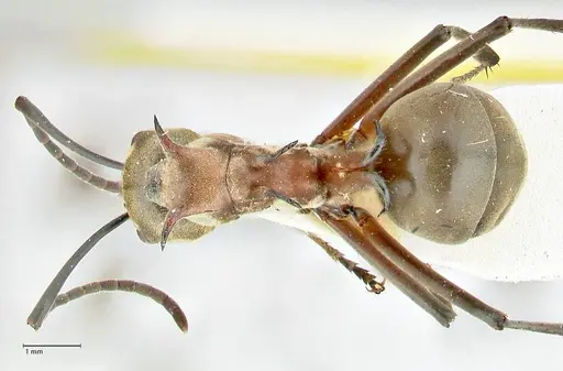 Polyrhachis bellicosa specimen FOCOL2523 image focol2523_1