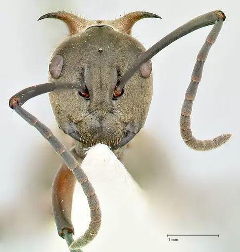 Polyrhachis bellicosa specimen FOCOL2523 image focol2523_2