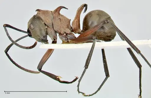 Polyrhachis bellicosa specimen FOCOL2523 image focol2523_3