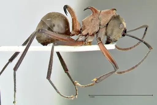 Polyrhachis bellicosa specimen FOCOL2523 image focol2523_4