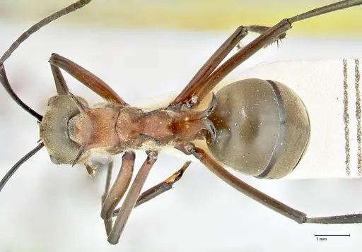 Polyrhachis bellicosa specimen FOCOL2524 image focol2524_1