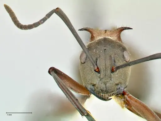 Polyrhachis bellicosa specimen FOCOL2524 image focol2524_2