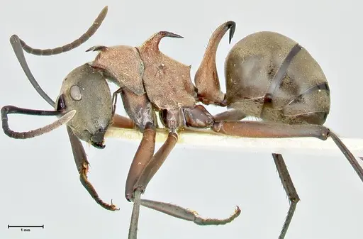 Polyrhachis bellicosa specimen FOCOL2524 image focol2524_3