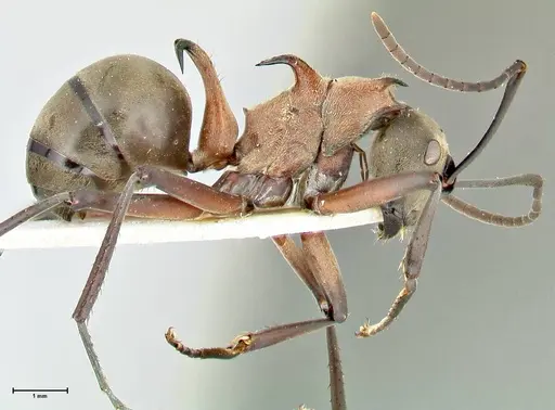 Polyrhachis bellicosa specimen FOCOL2524 image focol2524_4
