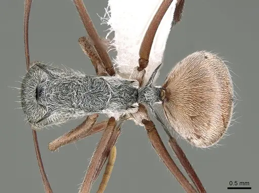 Polyrhachis bicolor specimen CASENT0281406 image casent0281406_1