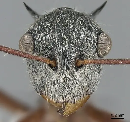 Polyrhachis bicolor specimen CASENT0281406 image casent0281406_2