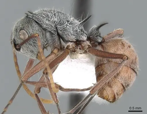 Polyrhachis bicolor specimen CASENT0281406 image casent0281406_3