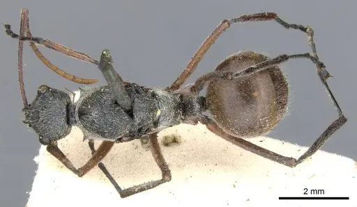 Polyrhachis bicolor specimen CASENT0903387 image casent0903387_1