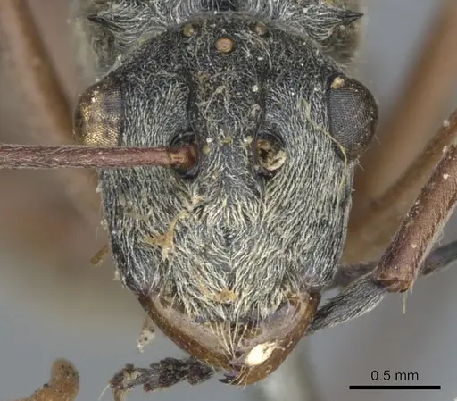 Polyrhachis bicolor specimen CASENT0903387 image casent0903387_2