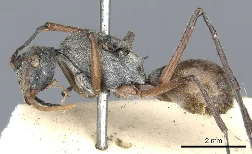 Polyrhachis bicolor specimen CASENT0903387 image casent0903387_3