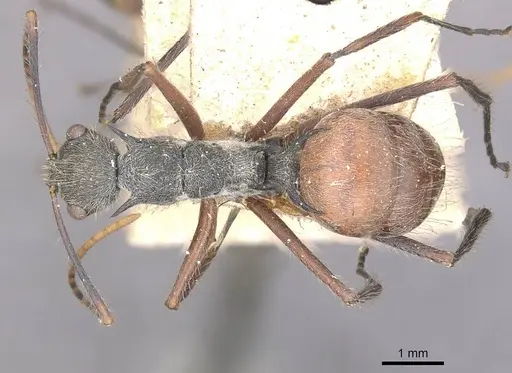 Polyrhachis bicolor specimen CASENT0910880 image casent0910880_1