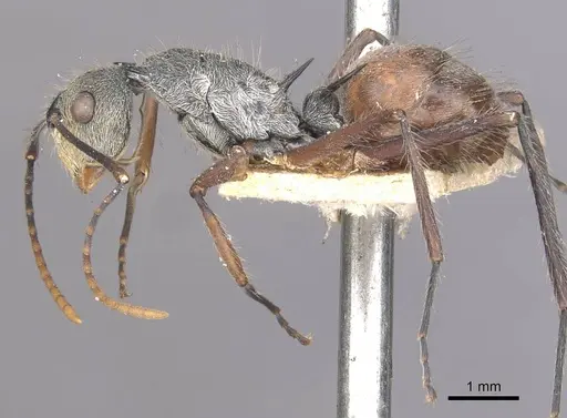 Polyrhachis bicolor specimen CASENT0910880 image casent0910880_3