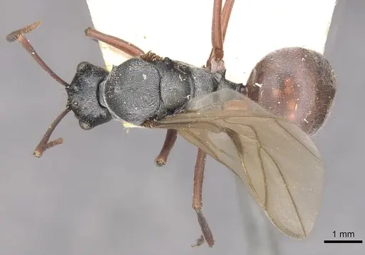 Polyrhachis bicolor specimen CASENT0910881 image casent0910881_1