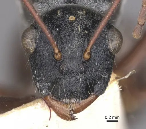 Polyrhachis bicolor specimen CASENT0910881 image casent0910881_2
