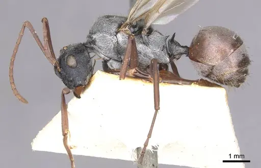 Polyrhachis bicolor specimen CASENT0910881 image casent0910881_3