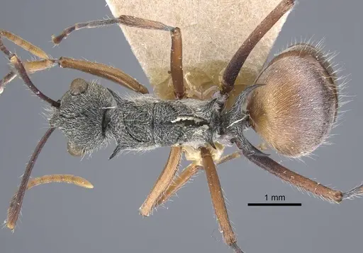 Polyrhachis bicolor specimen CASENT0917188 image casent0917188_1