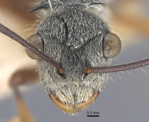 Polyrhachis bicolor specimen CASENT0917188 image casent0917188_2