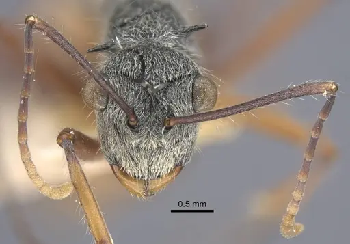 Polyrhachis bicolor specimen CASENT0917188 image casent0917188_3