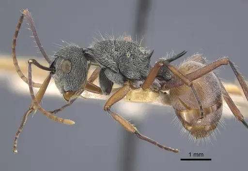 Polyrhachis bicolor specimen CASENT0917188 image casent0917188_4