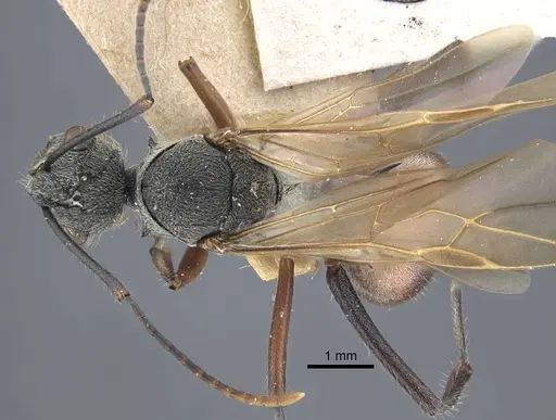 Polyrhachis bicolor specimen CASENT0917189 image casent0917189_1