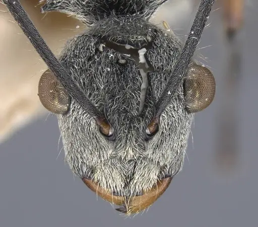 Polyrhachis bicolor specimen CASENT0917189 image casent0917189_2