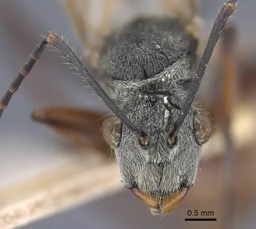 Polyrhachis bicolor specimen CASENT0917189 image casent0917189_3