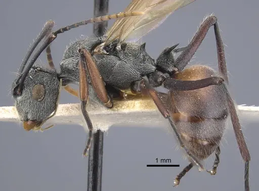 Polyrhachis bicolor specimen CASENT0917189 image casent0917189_4