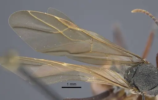 Polyrhachis bicolor specimen CASENT0917189 image casent0917189_5