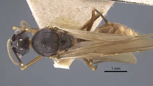 Polyrhachis bicolor specimen CASENT0917190 image casent0917190_1