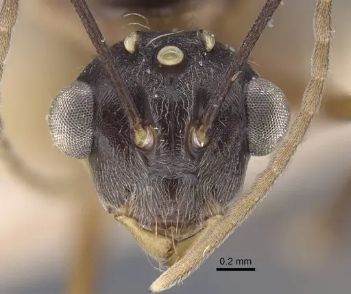 Polyrhachis bicolor specimen CASENT0917190 image casent0917190_2