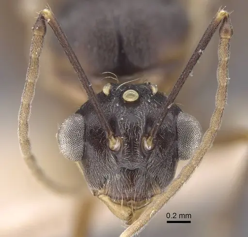 Polyrhachis bicolor specimen CASENT0917190 image casent0917190_3