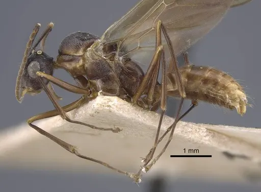 Polyrhachis bicolor specimen CASENT0917190 image casent0917190_4