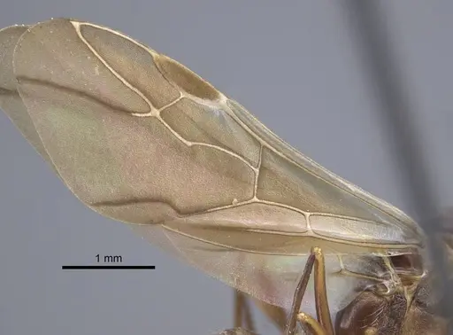 Polyrhachis bicolor specimen CASENT0917190 image casent0917190_5