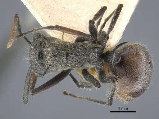 Polyrhachis bicolor specimen CASENT0917191 image casent0917191_1