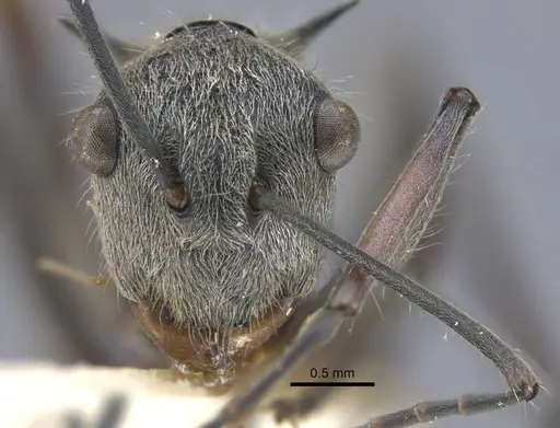 Polyrhachis bicolor specimen CASENT0917191 image casent0917191_3