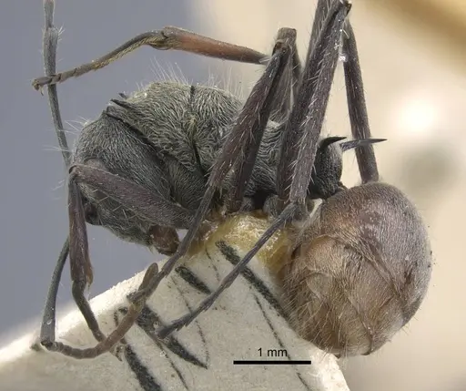 Polyrhachis bicolor specimen CASENT0917191 image casent0917191_4