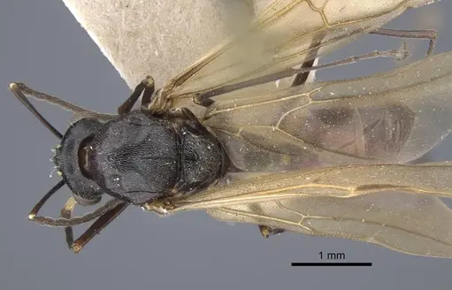 Polyrhachis bicolor specimen CASENT0917192 image casent0917192_1