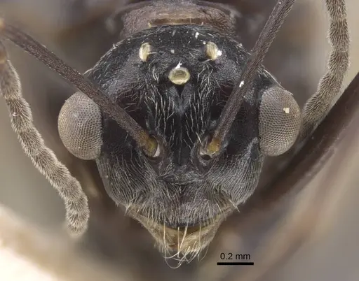 Polyrhachis bicolor specimen CASENT0917192 image casent0917192_2