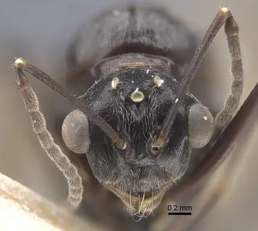 Polyrhachis bicolor specimen CASENT0917192 image casent0917192_3