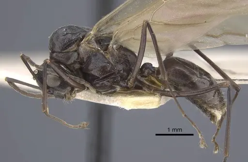 Polyrhachis bicolor specimen CASENT0917192 image casent0917192_4