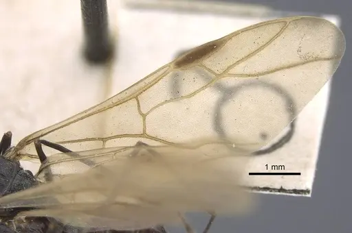 Polyrhachis bicolor specimen CASENT0917192 image casent0917192_5